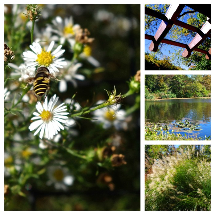 Echo Lake Flora and Fauna (September, 2012)