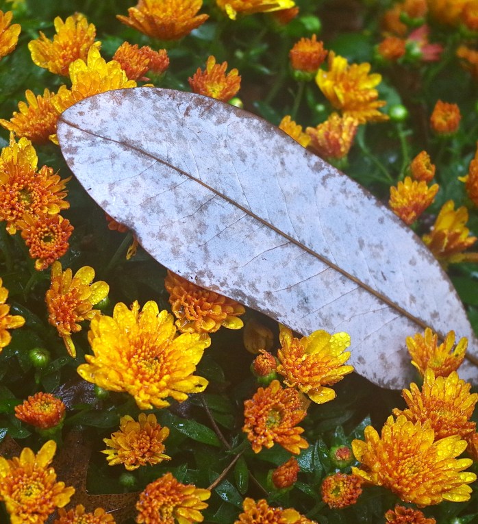 Coexistence Spectrum(Photography by Joanne Edith)