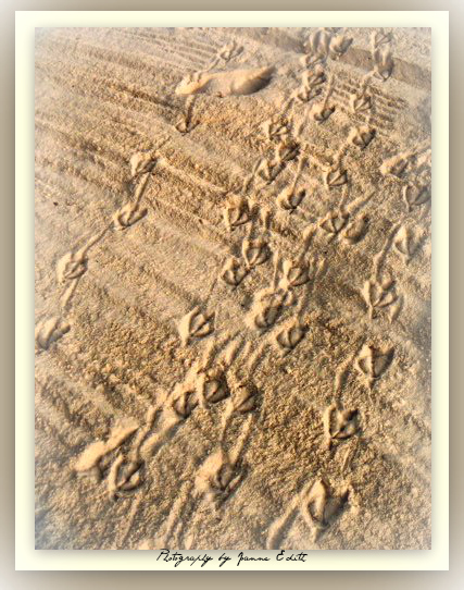 Footprints in the Sand
