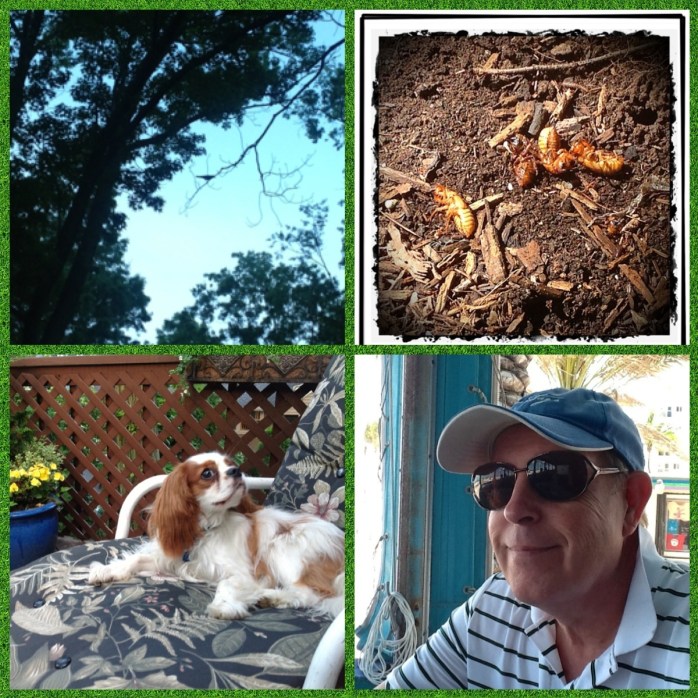 From lower left, clockwise: Bandit, Bird, Cicada, Bob