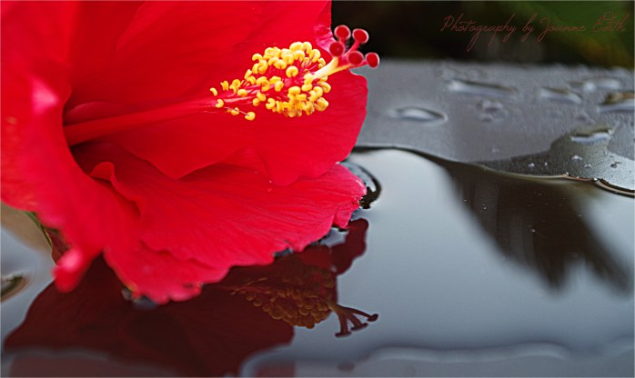 Hibiscus I (Pentax K30, ISO 400, 30.6mm, f/5.0, 1/40 sec.)