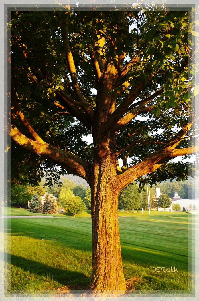 Tree of Life (Pentax K30; ISO 200, 20mm, f/7.1, 1/50 s.)