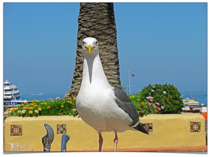 In the wilds of Santa Catalina, a regal gull fends off water fountain interlopers, claiming this outpost as his!