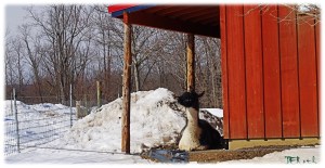 Llamas in Snow