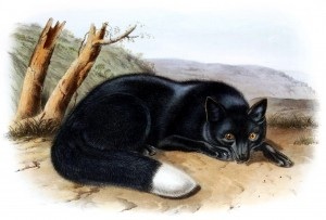 Painting by John James Audubon, celebrated artist and naturalist.