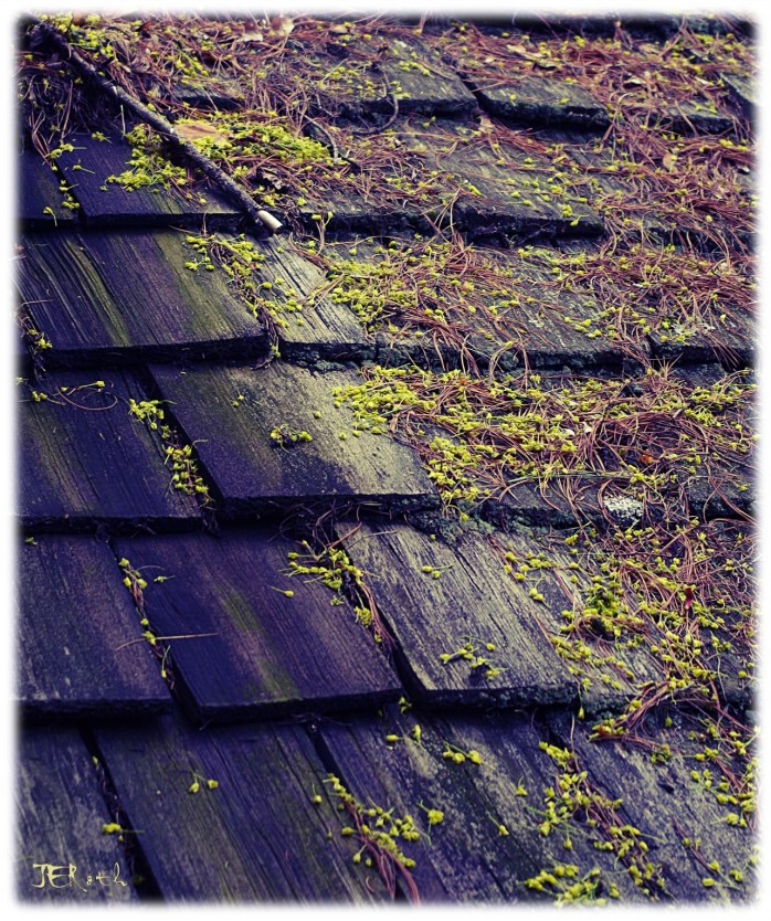Collection of pollen and tree pods, resting on shingled eaves of country inn.