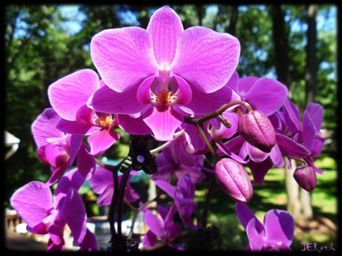 Orchids in Bloom
