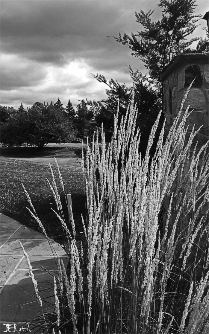 Brightly Lit: Indirect Contrast: The surreal rays of light emanating from a sun - soon to be occluded by the gathering, darkening could of an approaching summer thunderstorm.
