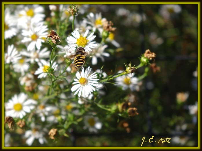 Yellowjacket in focus